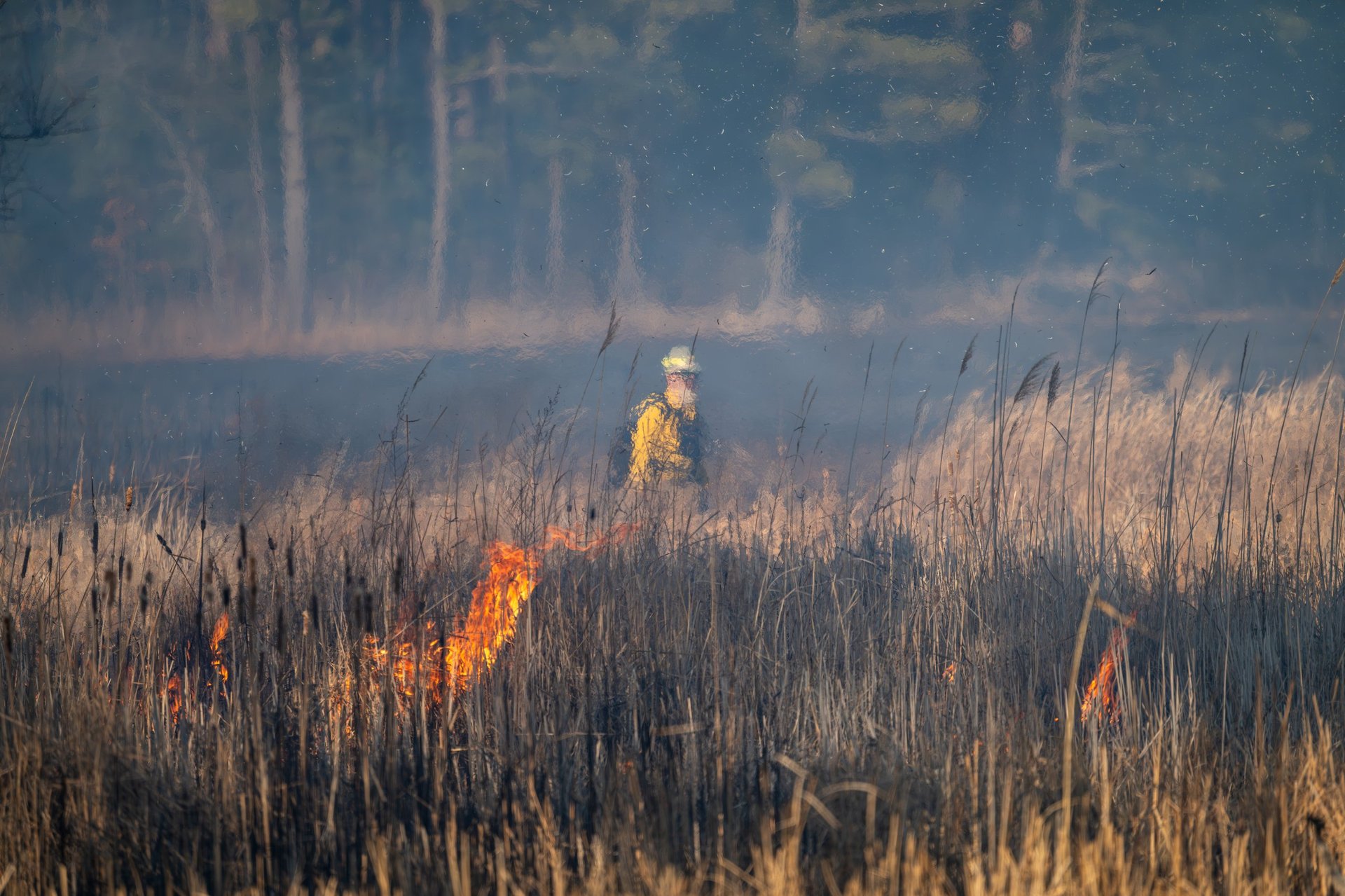 Controlled burning of grass on wetland